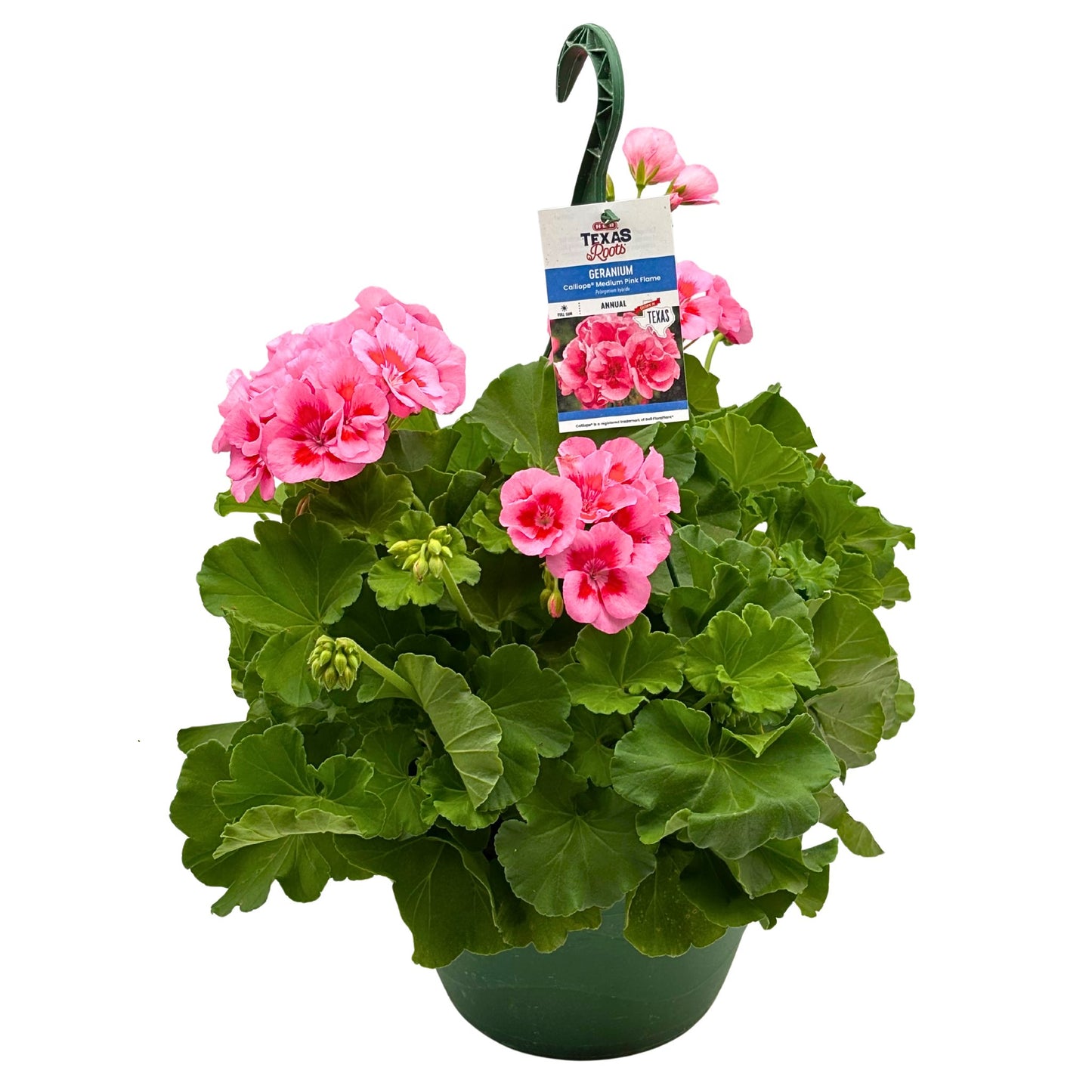 H-E-B Texas Roots Geranium - Calliope Medium Pink Flame
