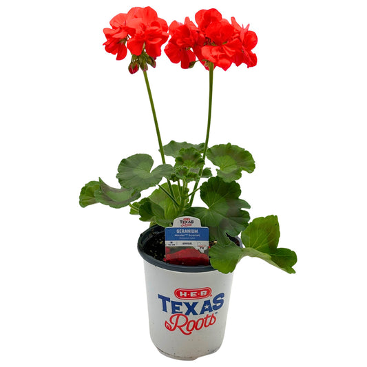 H-E-B Texas Roots Geranium - Moxie Scarlet