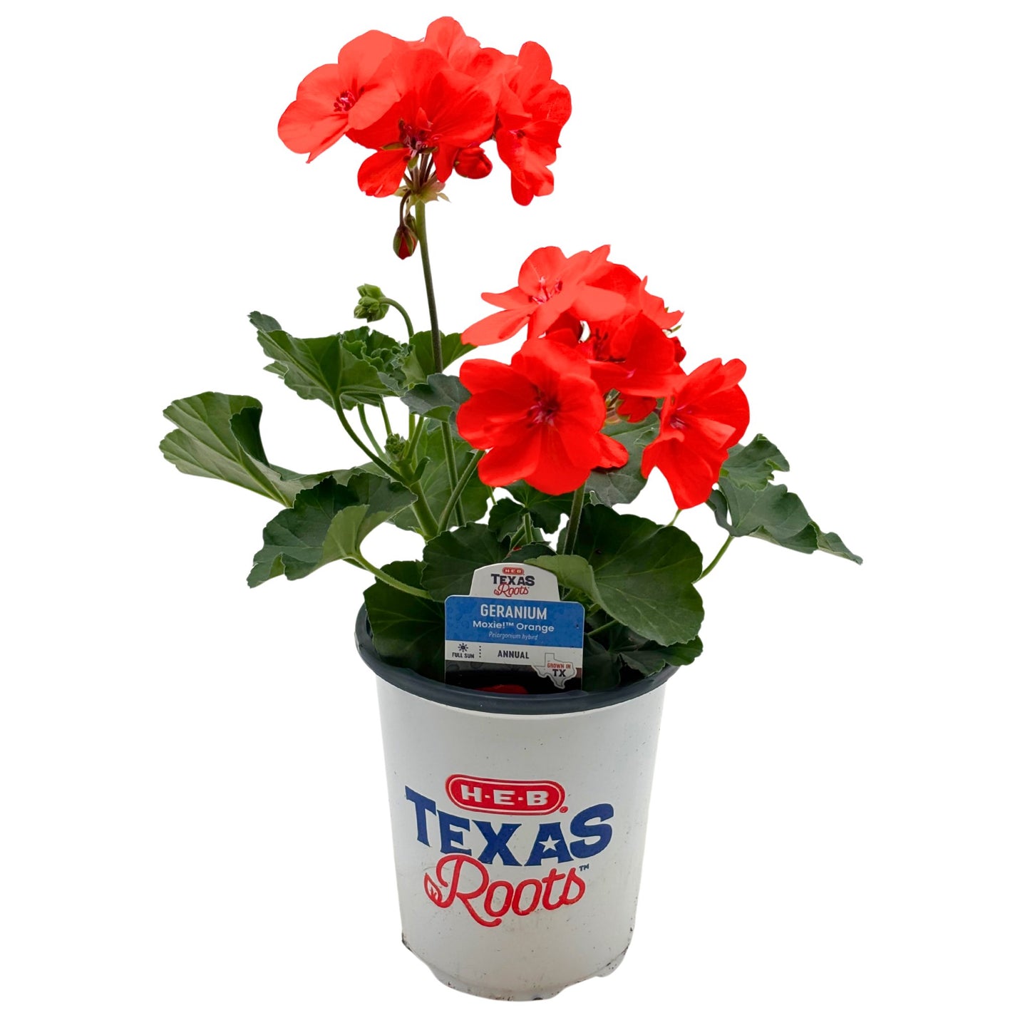 H-E-B Texas Roots - Geranium Moxie Orange