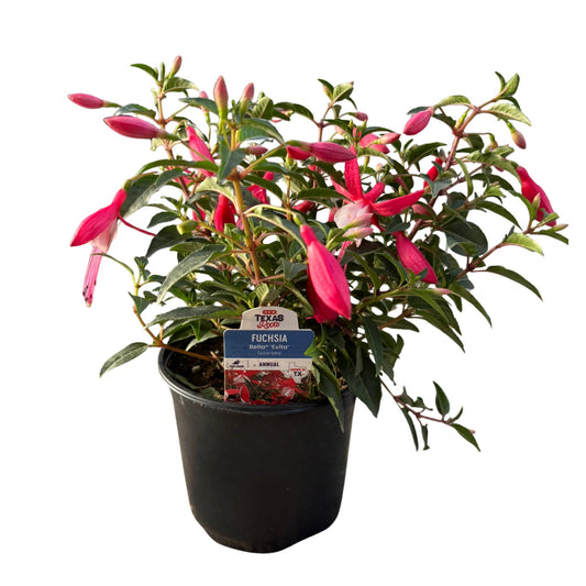 H-E-B Texas Roots Fuchsia Bella Evita