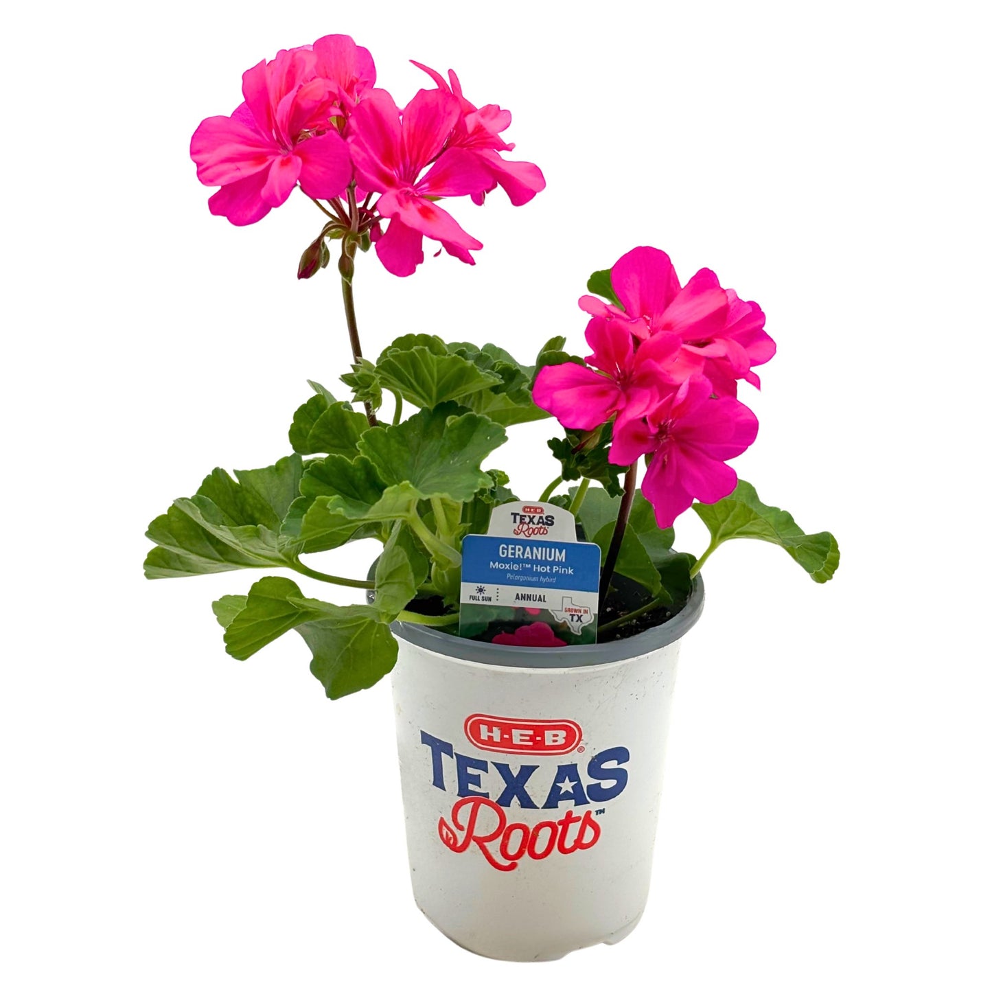 H-E-B Texas Roots Geranium Moxie Hot Pink