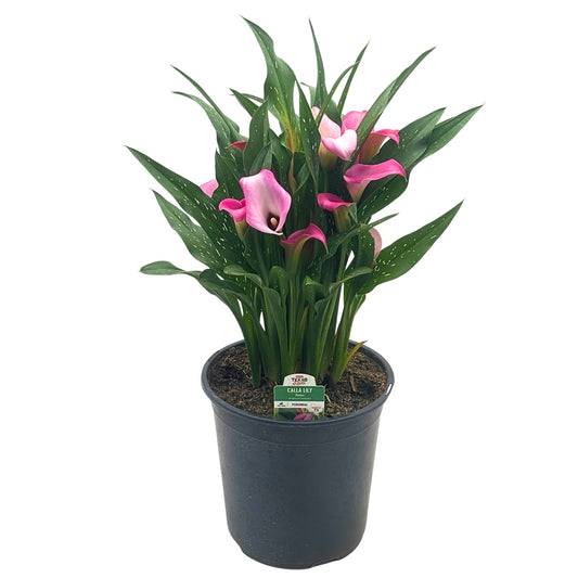 H-E-B Texas Roots Calla Lily - Pink