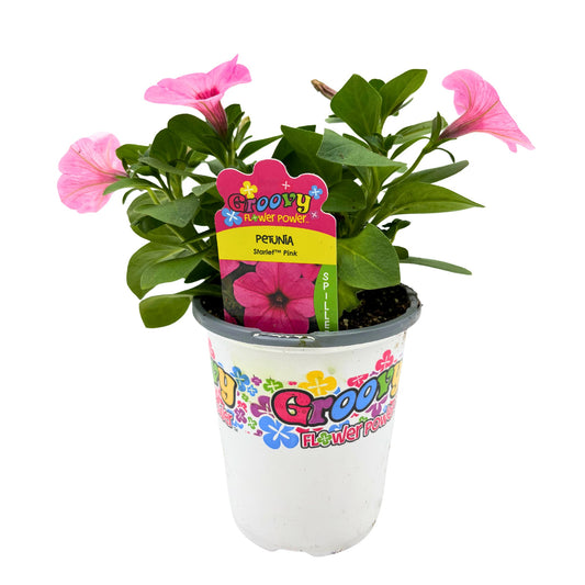 Groovy Flower Power Petunia Starlet Pink