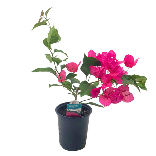 H-E-B Texas Roots Bougainvillea